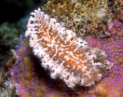 Tritoniopsis elegans