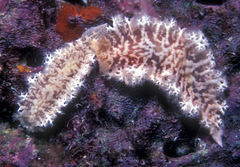 Tritoniopsis elegans