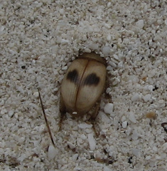 Phaleria manicata