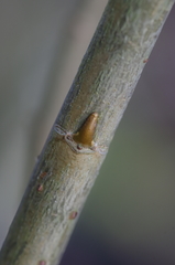 Salix × speciosa