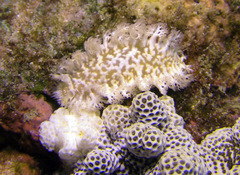 Tritoniopsis elegans