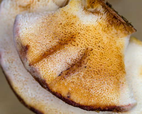 Representative image of Fuscopostia