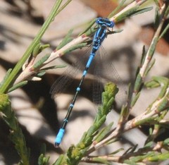 Austroagrion cyane