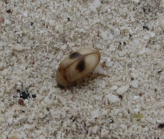 Phaleria manicata
