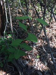 Lonicera sempervirens