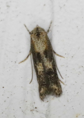 Blastodacna atra