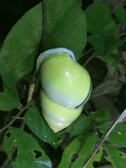 Amphidromus atricallosus