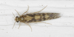 Agraylea