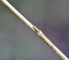 Salix × speciosa