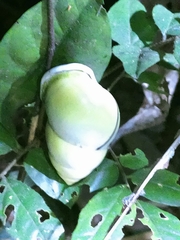 Amphidromus atricallosus