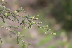 Melaleuca systena