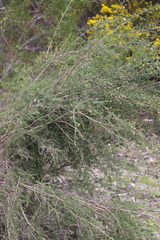 Melaleuca systena