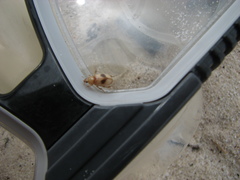 Phaleria manicata