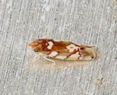 Erythroneura elegans