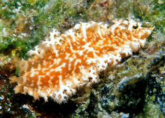 Tritoniopsis elegans