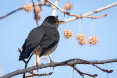 Turdus falcklandii magellanicus