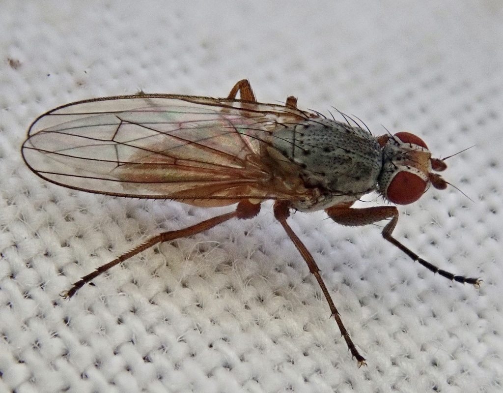 Tephrochlamys rufiventris