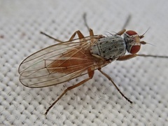 Diptera