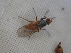 Diptera