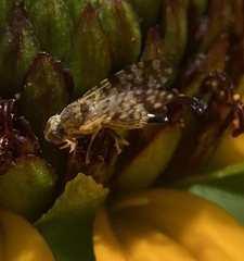 Dioxyna picciola