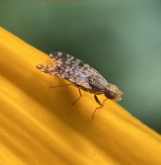 Dioxyna picciola