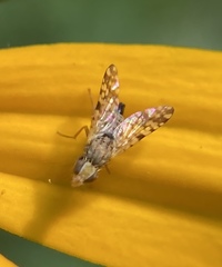 Dioxyna picciola