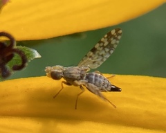 Dioxyna picciola
