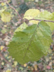 Ulmus