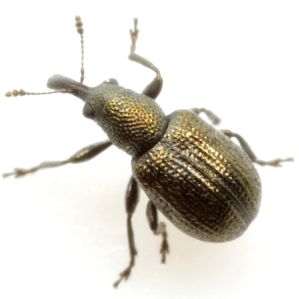 Temnocerus macrophthalmus