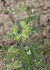 Torilis leptophylla