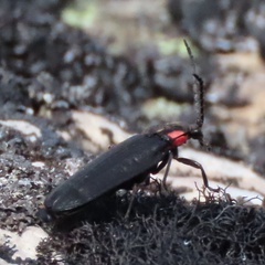 Pyractonema