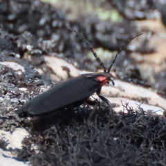 Pyractonema