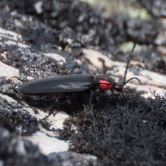 Pyractonema
