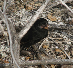 Geospiza conirostris