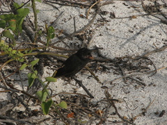 Geospiza conirostris