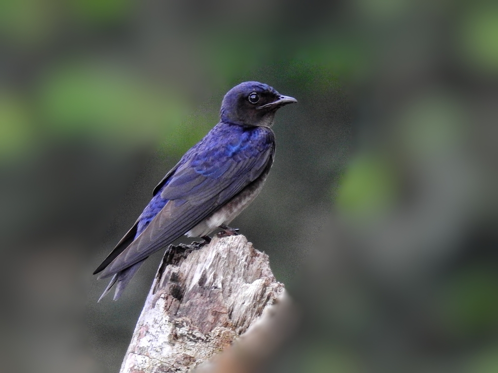 Gray-breasted Martin photo