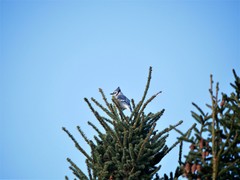Cyanocitta cristata image