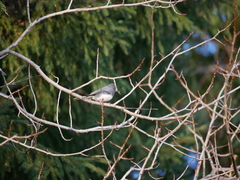 Junco hyemalis image