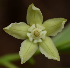 Gymnanthera oblonga