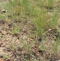 Trinia leiogona