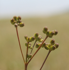 Trinia leiogona