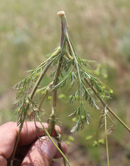 Trinia leiogona