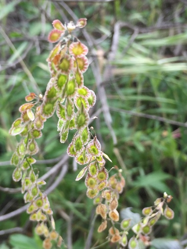 iNaturalist observation photo of sand fringepod