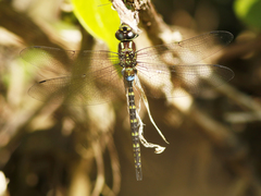 Zosteraeschna ellioti