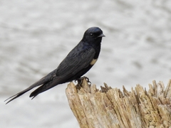 White-Banded Swallow photo 5