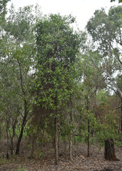 Gymnanthera oblonga