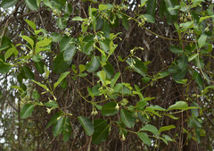 Gymnanthera oblonga
