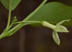 Gymnanthera oblonga