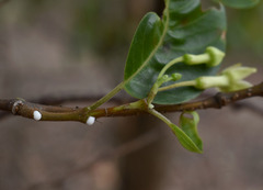 Gymnanthera oblonga