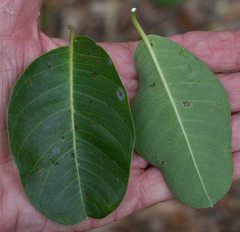 Gymnanthera oblonga